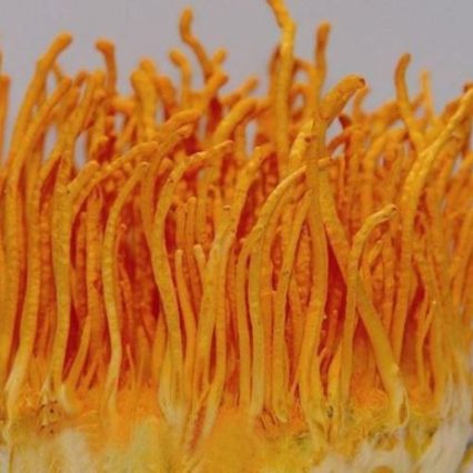 CORDYCEPS
