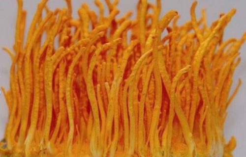 CORDYCEPS CORDYCEPS