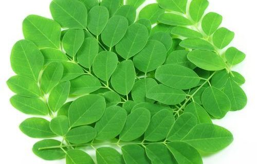 MORINGA LEAVES MORINGA LEAVES
