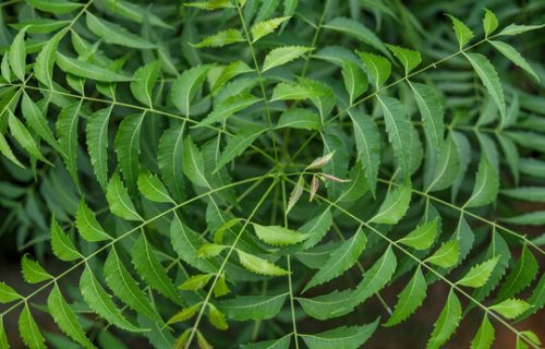 NEEM LEAVES NEEM LEAVES