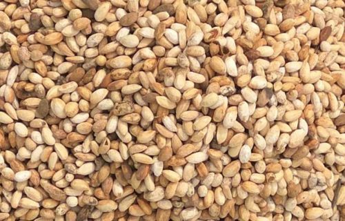 NEEM SEEDS NEEM SEEDS
