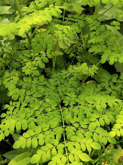 moringa oleifera, moringa, drumstick plant, horseradish plant, superfood, green, gardening, moringa, moringa, moringa, moringa, moringa